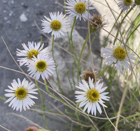 close up of multiple flower heads, flowers have white petals and yellow disc florets