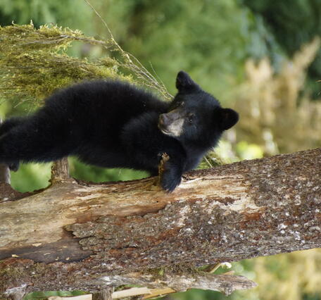 Black bear at Anan Wildlife Observatory, Tongass NF
