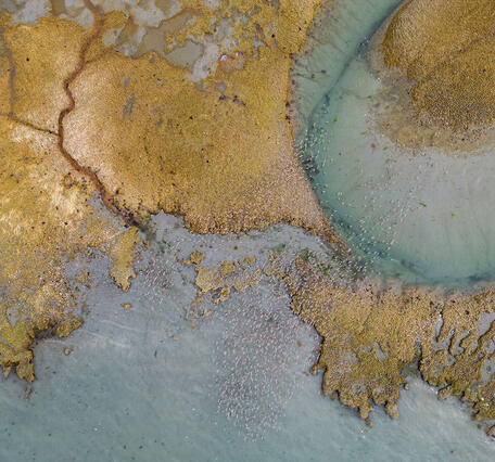 Aerial shot of bird migration