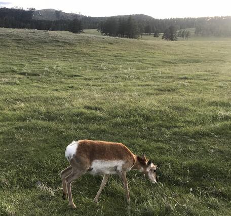 Antelope walking in a grassy field.
