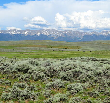 sagebrush shrubs in the foreground, grasslands and cattle behind, large mountains with snow in the background