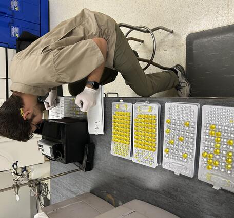 Scientist completes bacteria sample counts as part of sample processing and analysis