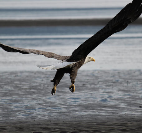 Mature Bald Eagle flying over water. Wings spread, white tail and head, yellow bill and talons.