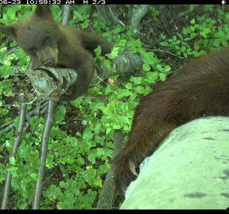 A trail camera in Idaho captured rare footage of a bear cub