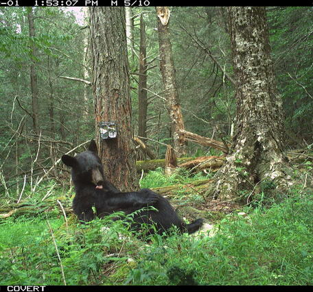 Bear spotted on trail camera