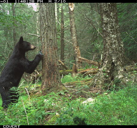 Bear spotted on a trail camera