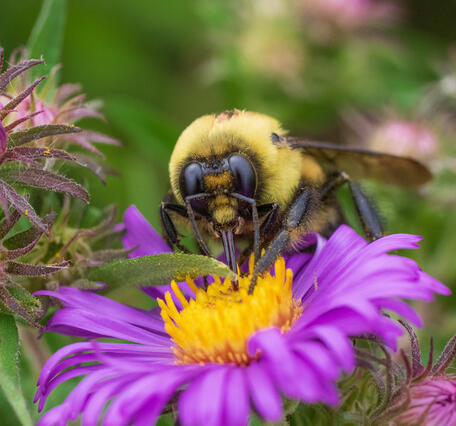 a close-up of a bumble bee face, with proboscis in the yellow center of a purple flower