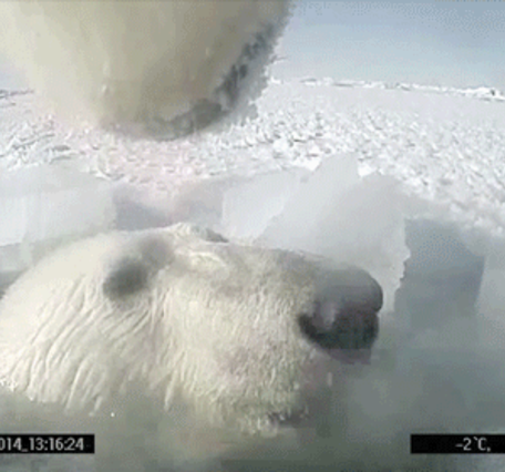 Animated GIF of polar bears interacting on the ice