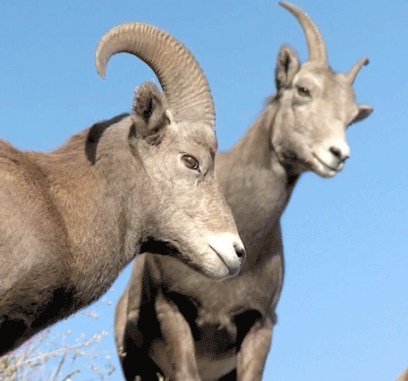 Looping animation of bighorn sheep turning their heads toward the camera