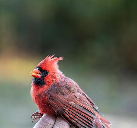 A male (red) Northern Cardinal being held by a bander after receiving a bird band on the leg at the USGS Bird Banding Lab's b