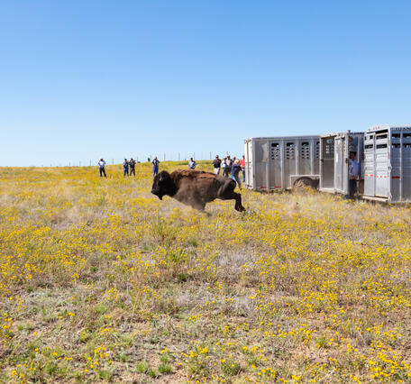three bison running out of large animal trailers into a field of yellow flowers, people stand in the background
