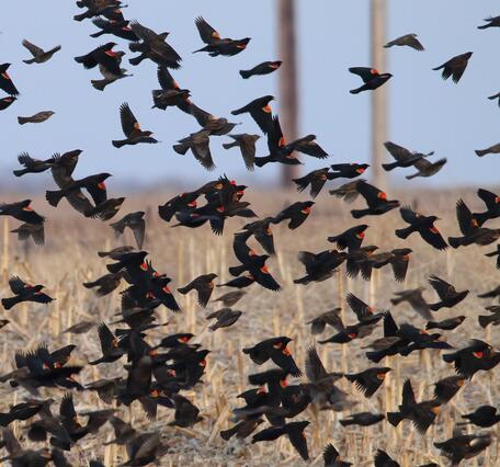 Dozens of blackbirds flying out of a marsh
