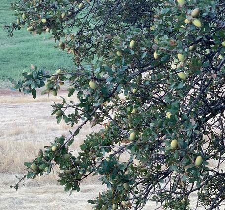a section of a large oak tree with many visible acorns, grasses in the background