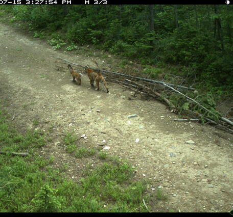 A bobcat and cub were spotted on a trail cam in the Idaho wilderness
