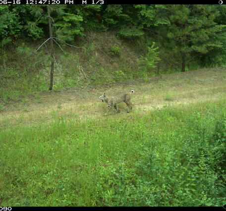 A trail cam spots a bobcat yawning in the Idaho wilderness