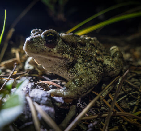 a frog sitting in pine needles and vegetation on a forest floor at night
