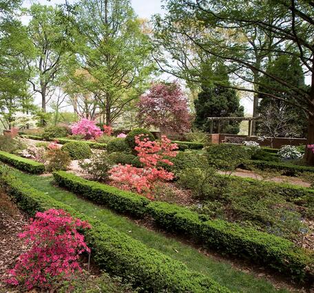 Green boxwood shrubs in traditional hedges interspersed with azaleas at the U.S. National Arboretum in Washington DC