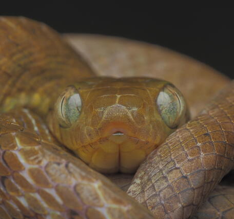 close-up of the face and eyes of a brown treesnake, with its tail wrapping around itself