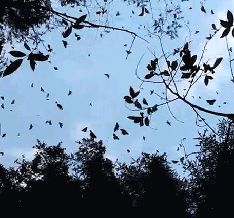 Animated GIF looking up a butterflies flying amongst tree cover.