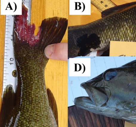 Collage of 5 close up photos of various species of field-collected freshwater fish displaying DELT