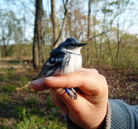 Cerulean warbler