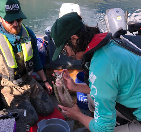 Two scientists collecting tissue samples from a rainbow trout on a boat on Ross Lake. 