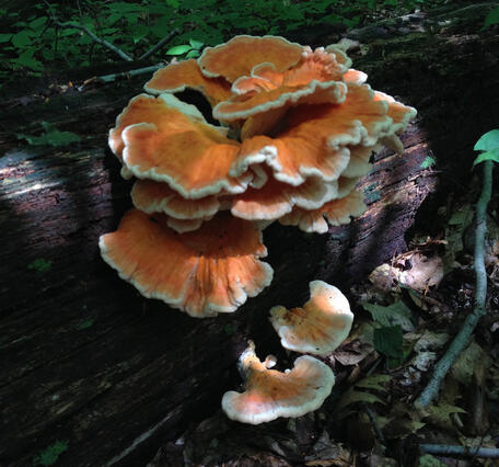 Chicken of the Woods mushroom growing on a fallen tree
