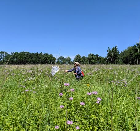 Scientist collecting insects with a net on a hoop