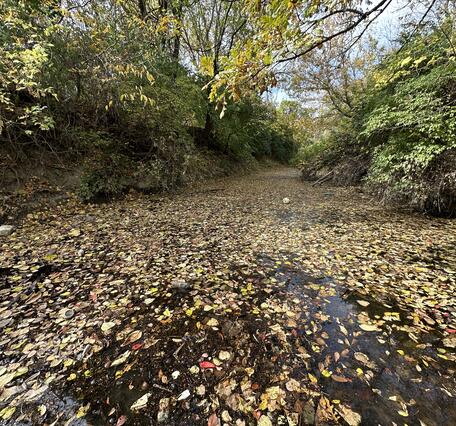 Leaf covered stream in autumn