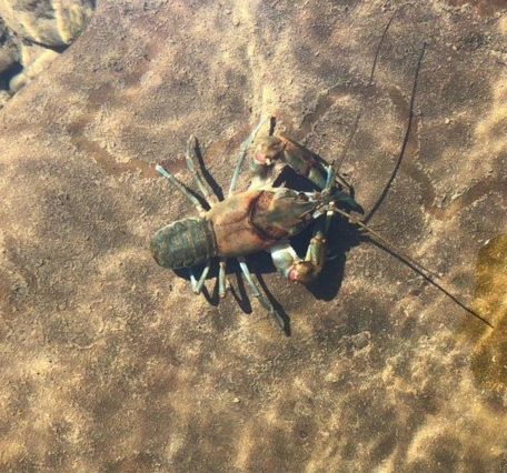 A crayfish sits on a rock under the water.