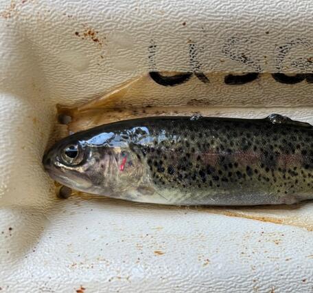 cutthroat trout with black spots being measured