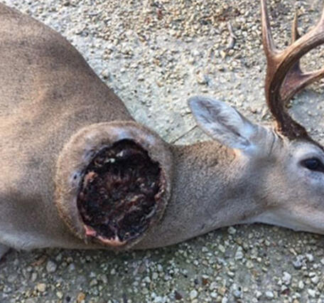 A dead deer lays on the ground with a large open wound on it's neck infested with New World screwworm larvae