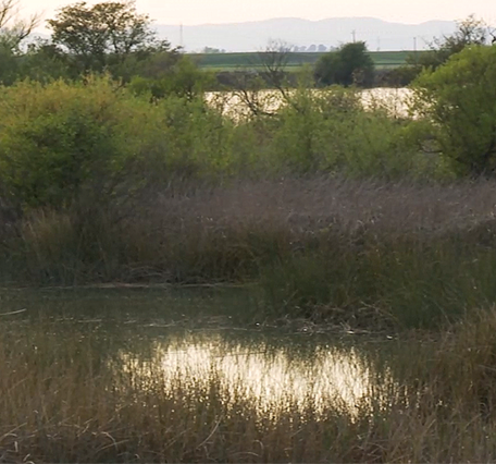 SF Bay-Delta shoreline 