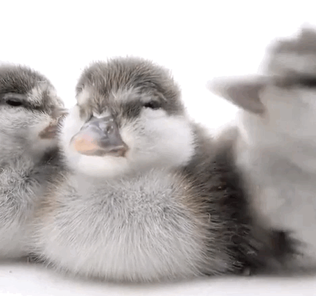 Animated GIF of harlequin ducklings opening their mouths and shaking their heads