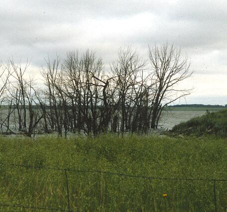 Dead trees stand along the edge of a lake with grass inside a fence in the foreground and a cloudy sky above