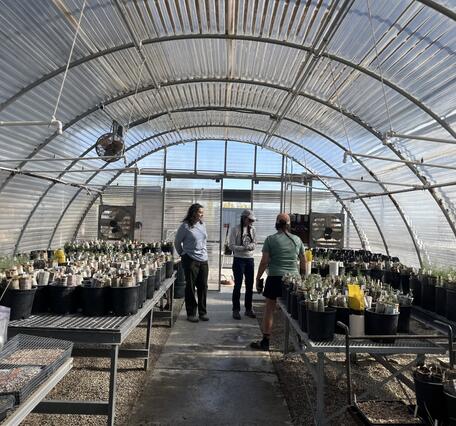 Three people talk and look at plants in a greenhouse that has tables with native plant seedlings on them in Joshua Tree National Park
