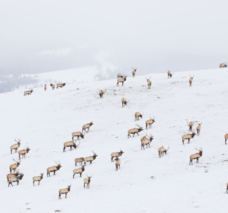 dozens of elk walk across a snowy hill in wintery conditions