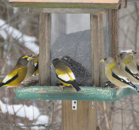 Birds that are black, yellow, and gray with large yellow bills eating sunflower seeds at a feeder during the winter.