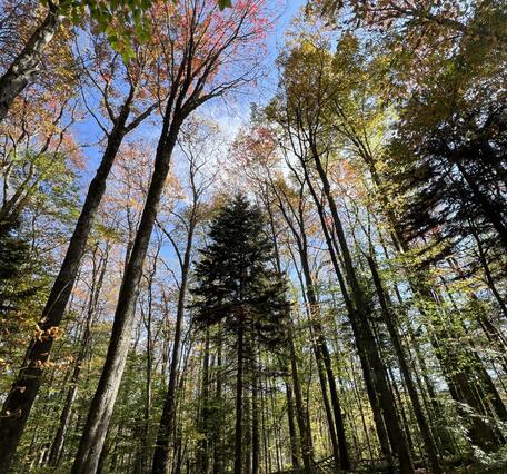 Red spruce in the Central Appalachian Mountains, West Virginia
