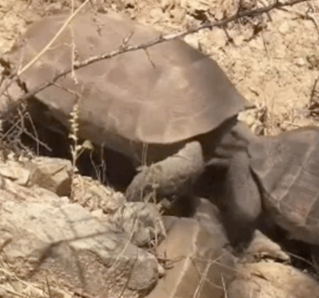 Tortoise snapping back at another tortoise