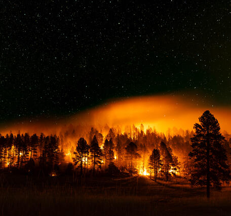a fire burns between dark trees, with starry skies above