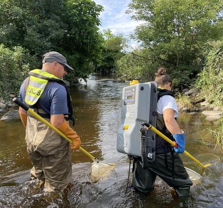 Scientists collect fish from creek using backpack shocker