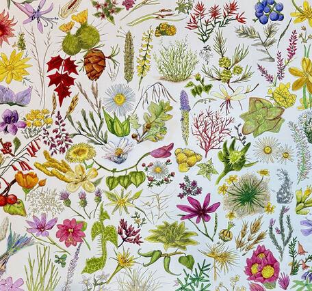 Watercolor and ink painting depicting117 species of plants near a mine site in northern Arizona
