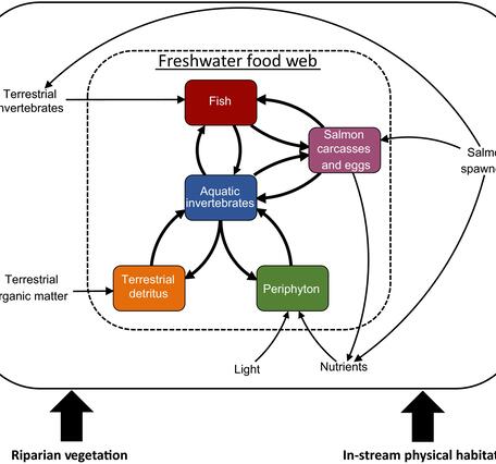 Simplified river food web