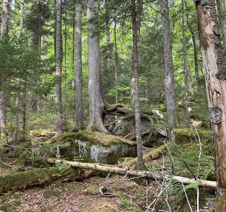 Gaudineer Knob in eastern West Virginia 