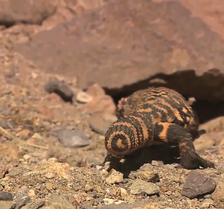 Animated GIF showing a gila monster wagging it's tail back and forth repeatedly.