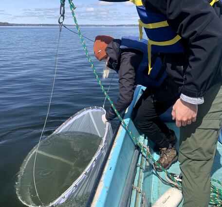 Scientist collects plankton in water by holding a large net over the side of a boat