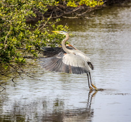 great blue heron capturing fish