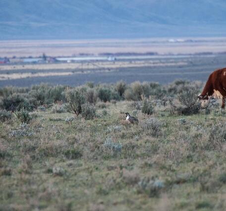 sage grouse and cow