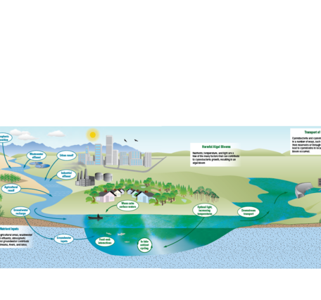Nutrient inputs for HABs and algal toxins